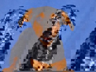 Pucki 1