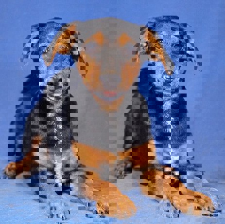 Pucki 1