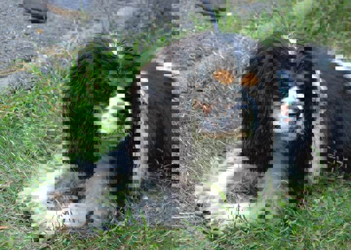 fb_sommerfest2014_1009.jpg