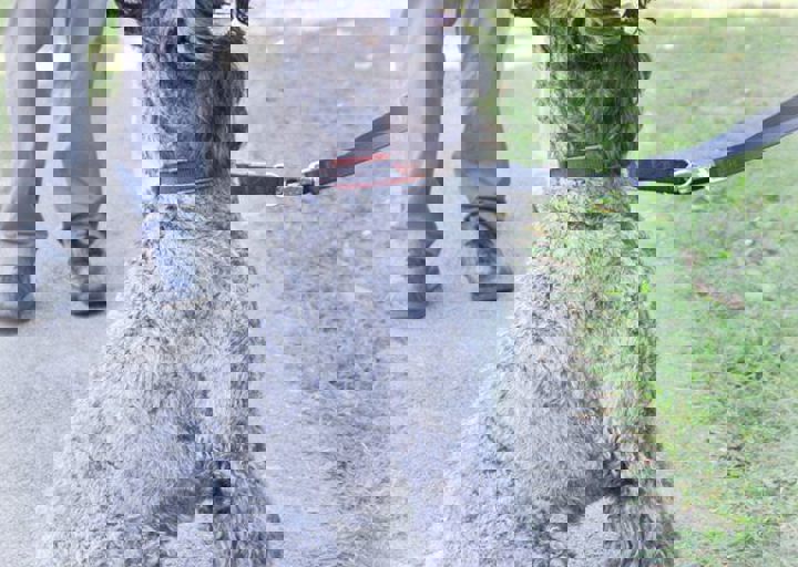 ACA_Sommerfest_09_16_0080.jpg
