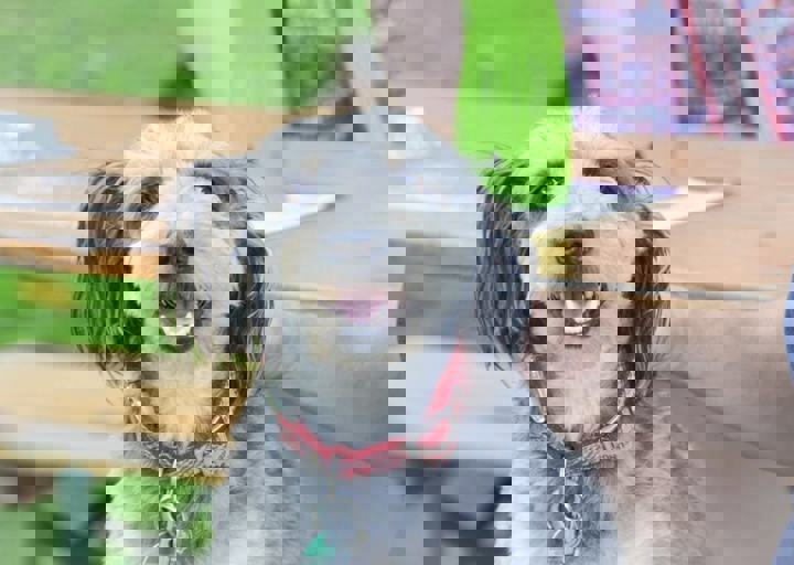 ACA_Sommerfest_09_16_0107.jpg