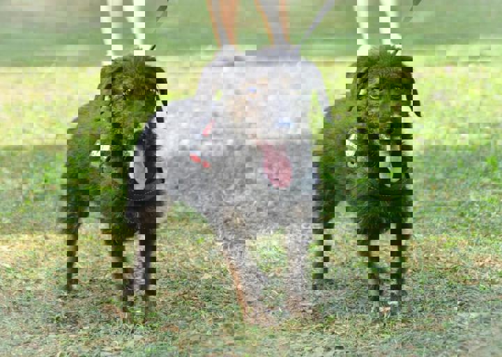 ACA_Sommerfest_09_16_0144.jpg