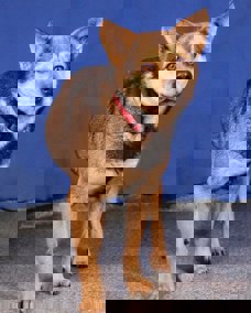 Lupi 1 (1)