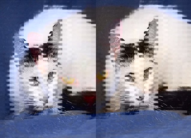 Hella 3