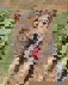 Fonzi 1