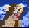 Wolfi 4