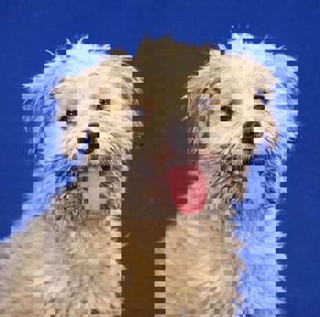 Wolfi 4