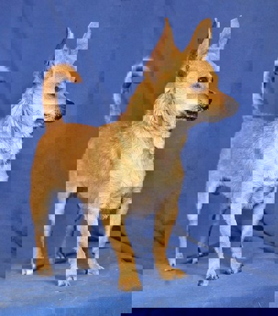 Charlie 3