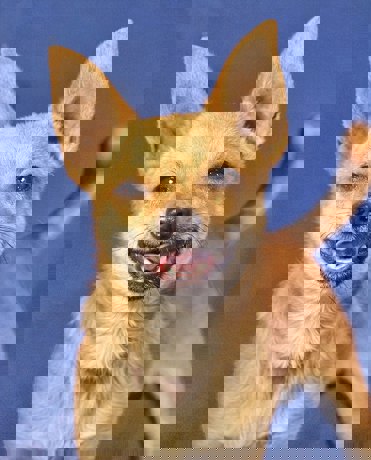 Charlie 4