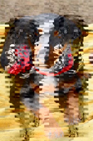 Elena_4.jpg (1)