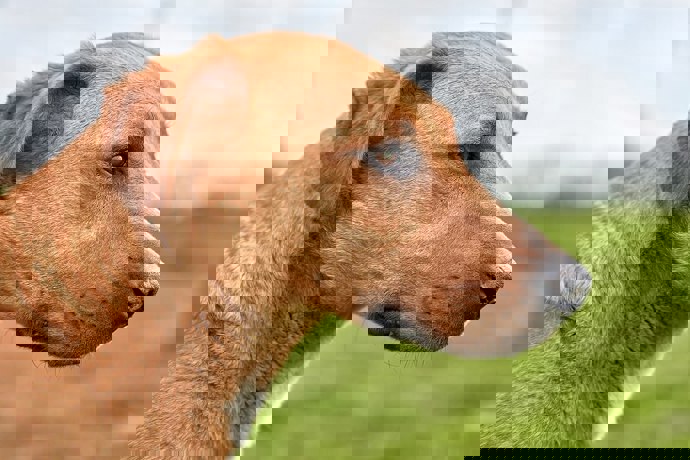 Oberon_3.jpg (1)