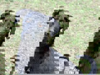Nestor_1.jpg (1)