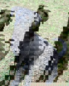 Nestor_1.jpg (1)