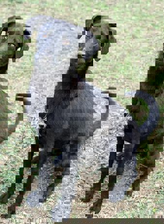 Nestor_1.jpg (1)