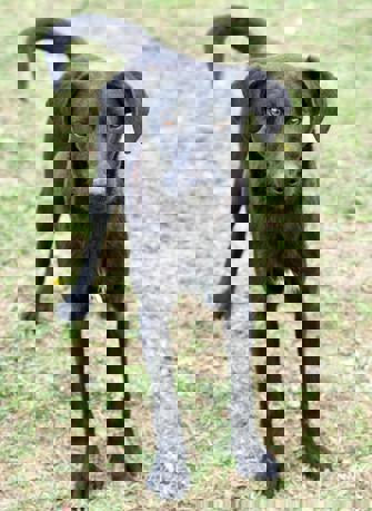 Nestor_3.jpg