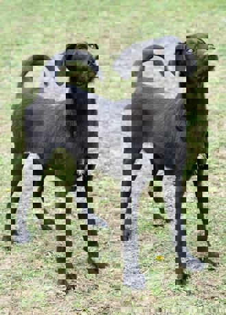 Nestor_2.jpg
