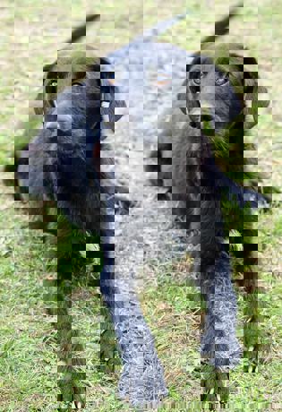 Nestor_4.jpg