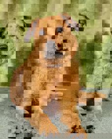 Medve_1.jpg