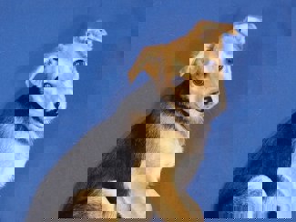 Prissy_1.jpg (1)
