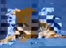 Prissy_3.jpg (1)