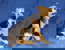 Prissy_4.jpg (1)