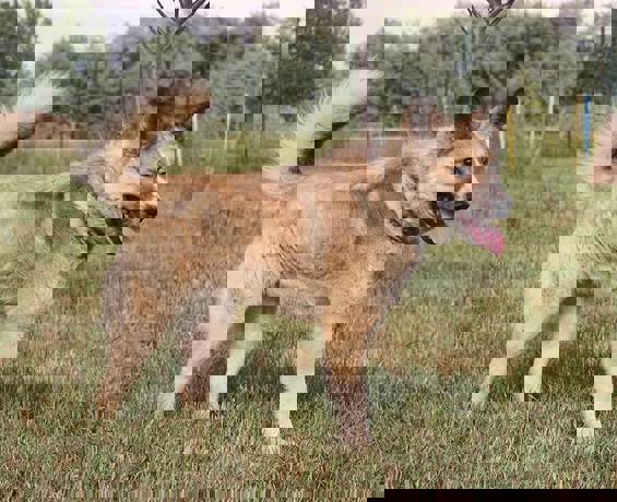 Abu_4.jpg