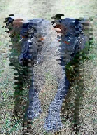 Brandy_3.jpg (3)