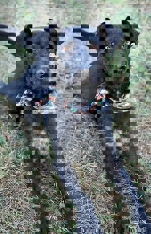 Brandy_4.jpg (3)