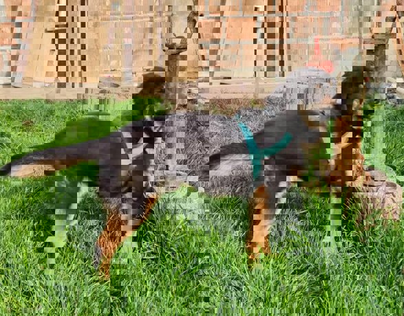 Chester_2.jpg (2)