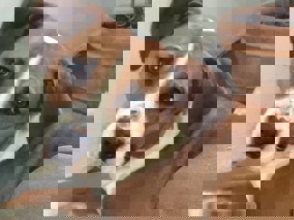 Barney_1.jpg (6)