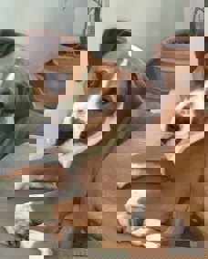 Barney_1.jpg (6)