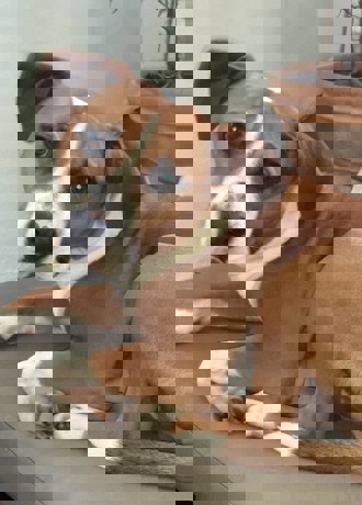 Barney_1.jpg (6)