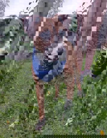 Barney_3.jpg (7)
