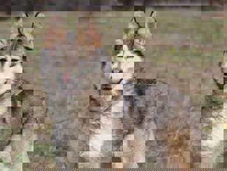Anka_1.jpg (1)