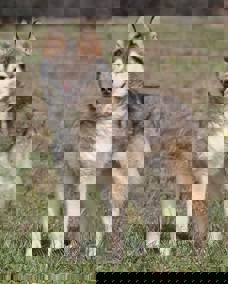 Anka_1.jpg (1)