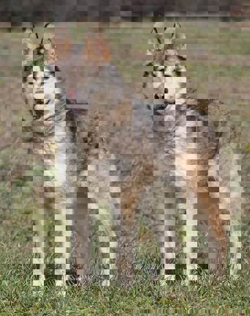 Anka_1.jpg (1)