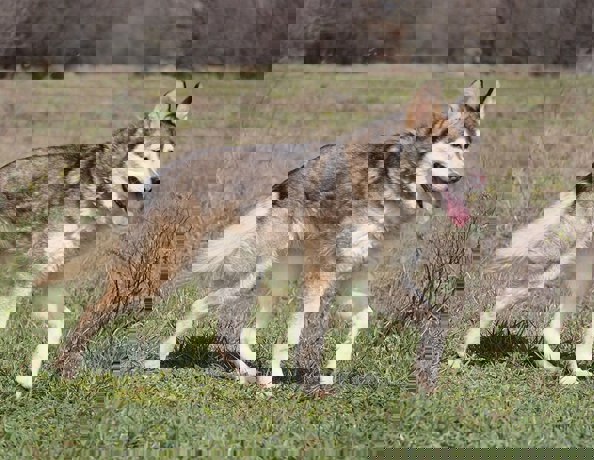 Anka_2.jpg (1)