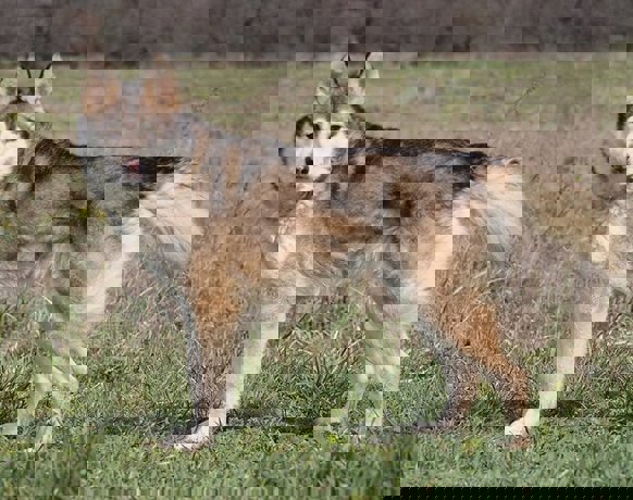 Anka_4.jpg (1)
