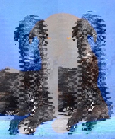 Pixi_4.jpg (1)