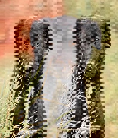 Morris_3.jpg (3)