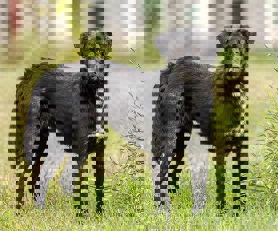 Morris_2.jpg (3)