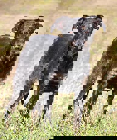 Chili_4.jpg (3)