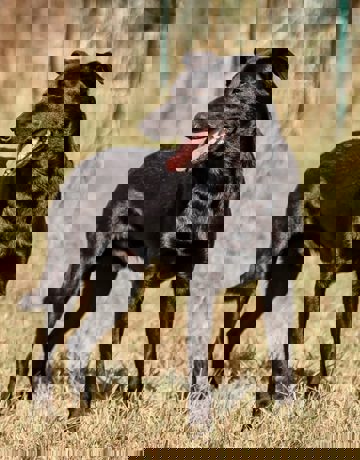 Chuckie_3.jpg (3)