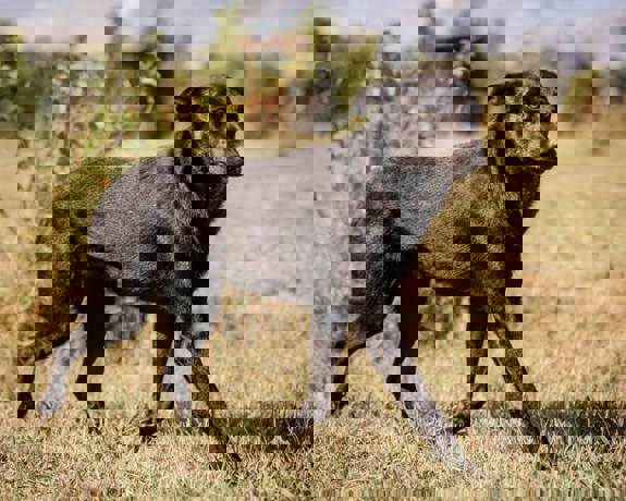 Chuckie_2.jpg (3)