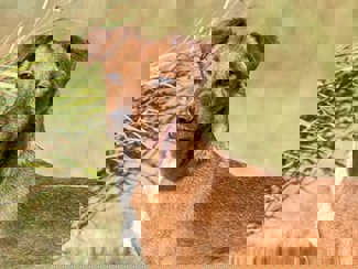 Joshua_1.jpg (5)