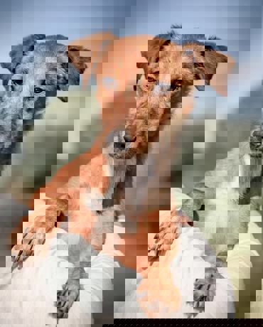 Joshua_3.jpg (5)