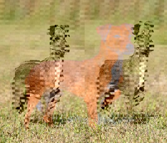 Joshua_2.jpg (5)