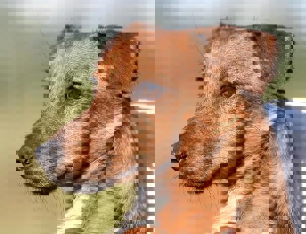 Joshua_4.jpg (5)