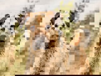 Lala_1.jpg (1)