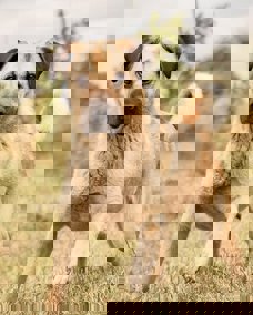 Lala_1.jpg (1)